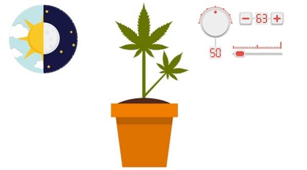 Optymalne temperatury do uprawy marihuany, GanjaFarmer, Ganja Farmer