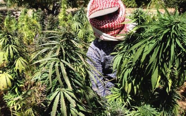 Jak terroryści czerpią korzyści z nielegalnej marihuany?, GanjaFarmer, Ganja Farmer