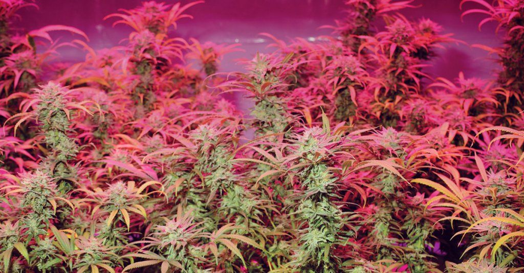 Jak uchronić rośliny marihuany przed stresem spowodowanym przez zbyt wysoką temperaturę?, GanjaFarmer, Ganja Farmer