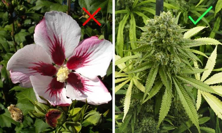 Policjanci pomylili cannabis z hibiskusem, GanjaFarmer, Ganja Farmer
