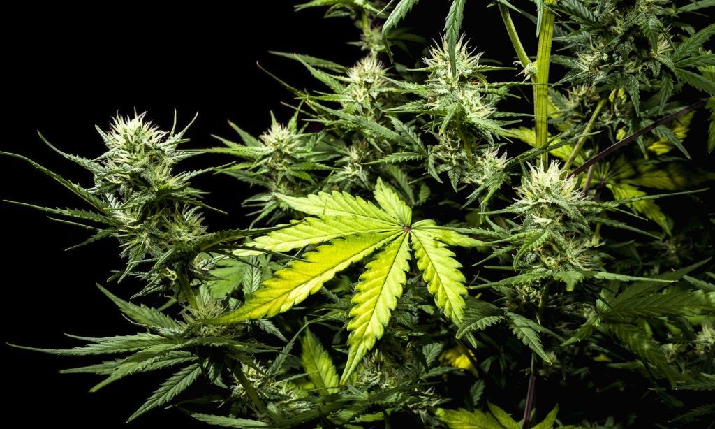 W tych krajach w 2019 roku marihuana będzie legalna, GanjaFarmer, Ganja Farmer