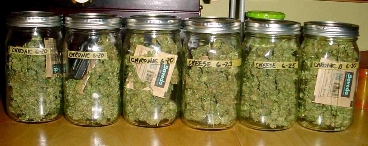Fermentacja Cannabisu w Słoiku, Czyli Jak w 8 Tygodni Zrobić Ekstremalnie Silnie Zioło, GanjaFarmer, Ganja Farmer