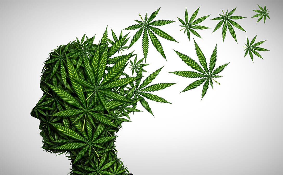 Wpływ Marihuany na Ludzki Mózg, GanjaFarmer, Ganja Farmer