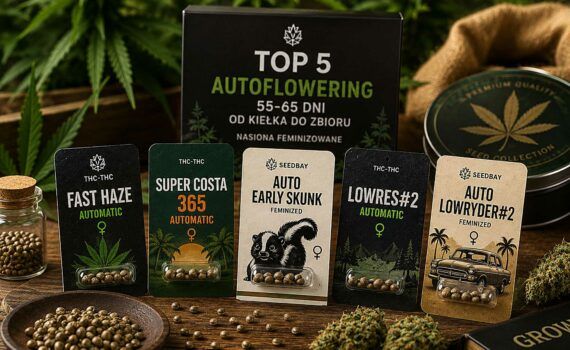 Najlepsze szybkie nasiona automatyczne