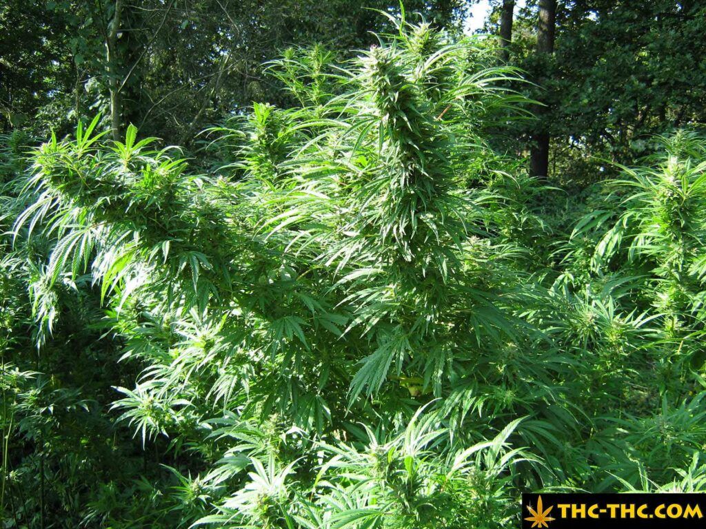 Rudealis skunk od thc thc wzor odpornosci na chlodny klimat