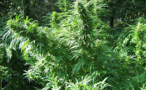 Rudealis skunk od thc thc wzor odpornosci na chlodny klimat